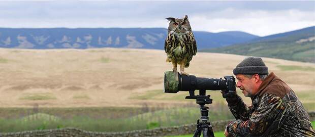 сова, фотограф