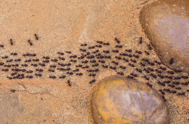 Биологи нашли у муравьев навык избегания пробок