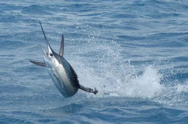 Fox News: в США мужчины пять часов сражались с рыбой весом 218 кг