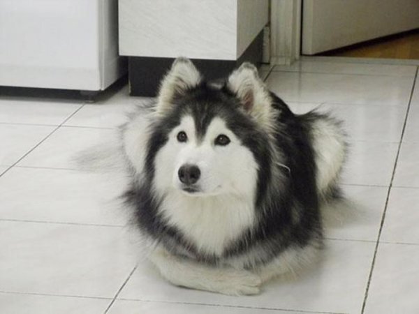 КОШКИН ДОМ. Нечто необычное