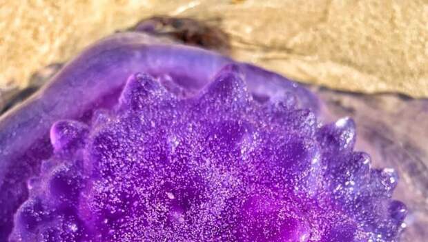 В Австралии на берег выбросило гигантскую фиолетовую медузу-убийцу