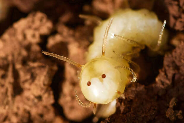 Во Франции демонтируют завод Ynsect по производству продуктов из личинок