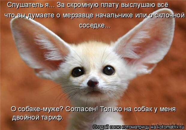 Лучшие котоматрицы недели (50 фото)