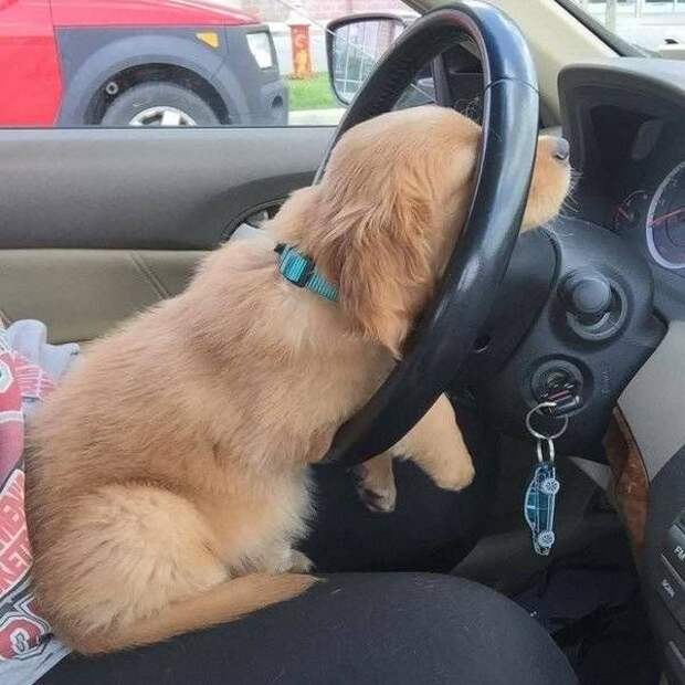 Прикольные картинки