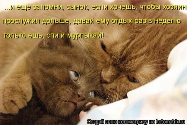 Новая котоматрица на Бугаге (38 фото)