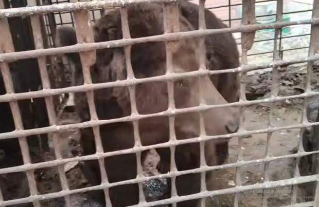 Под Челябинском умирает медведь, владелец которого ушел на СВО и пропал