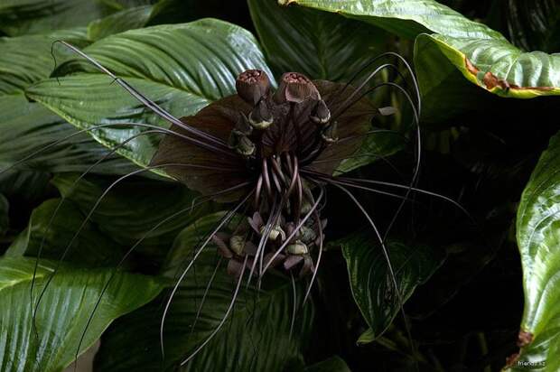 creepyplants20 Самые жуткие растения