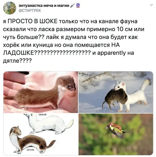 Ласка Фото Размеры