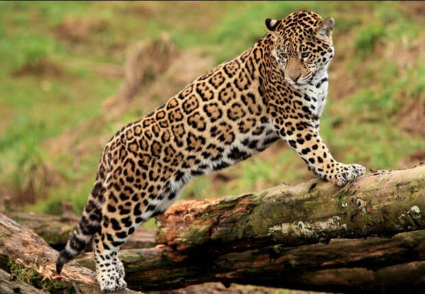 Ягуар: jaguar, животные, леопард, отличия