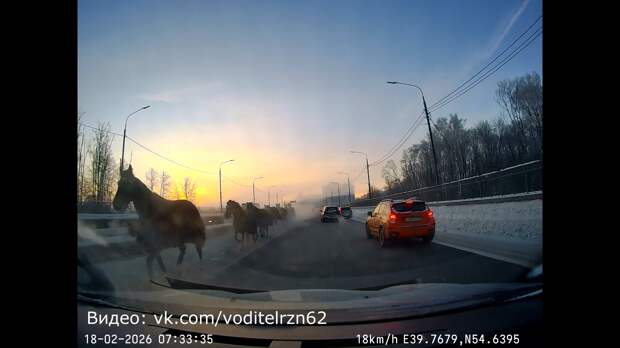 Семь лошадей, бегущих по Северной окружной в Рязани, сняли на видео