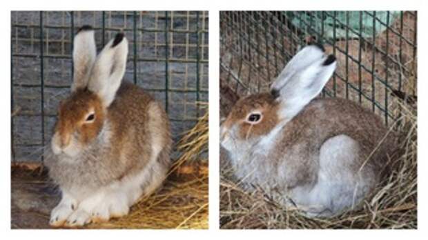 Новый питомец в зоопарке / Фото: 