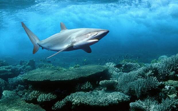 redsea11 Фотография: 10 фактов о Красном море №11 - BigPicture.ru