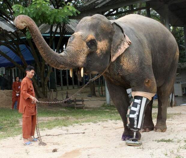 Чтобы изготовить протез, способный поддерживать огромный вес слона, врачам пришлось постараться Счастливый конец, животные, интересно, медицина, прогресс, протезирование, протезы, сохраняя жизни