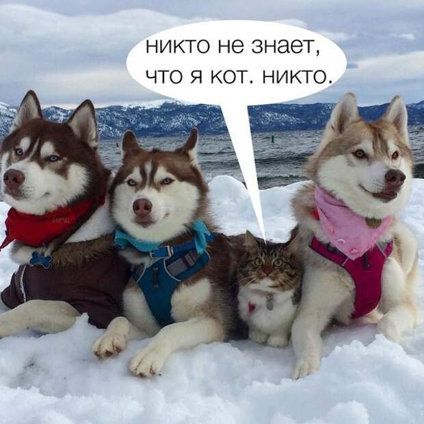 Смешные картинки с надписями Смешные картинки с надписями прикол, юмор
