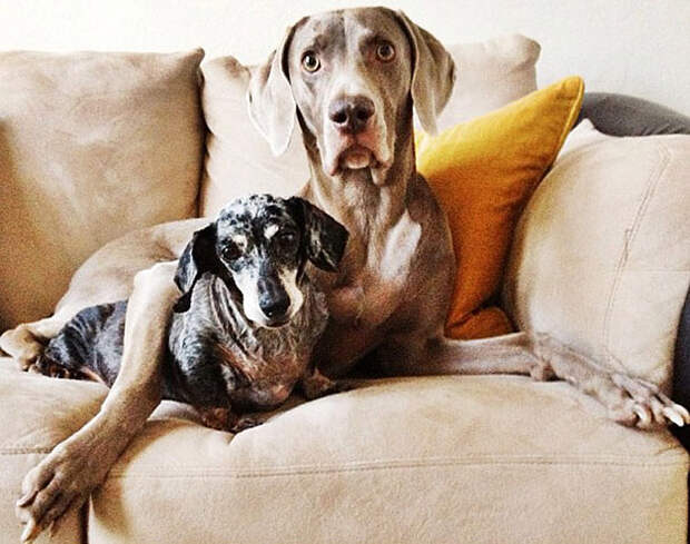Как животные становятся звездами интернета bffdogs05 Как животные становятся звездами интернета