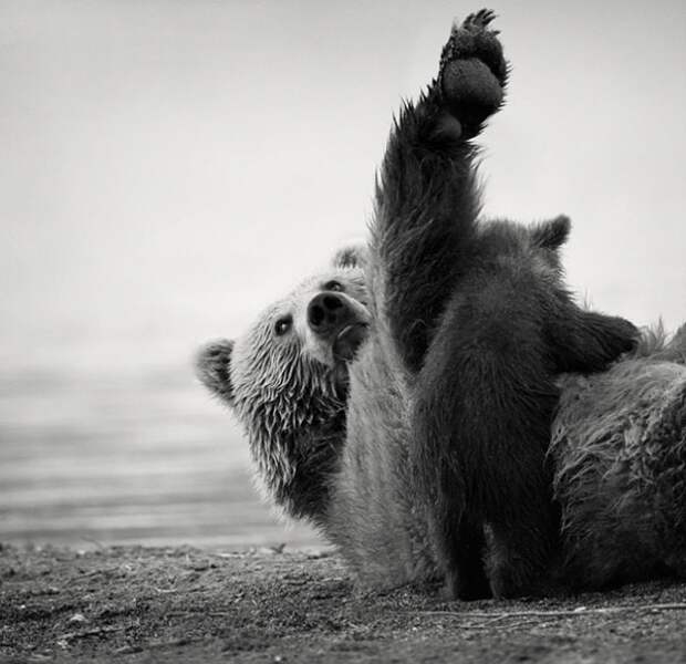 Фотогеничные медвежата (17 фото)