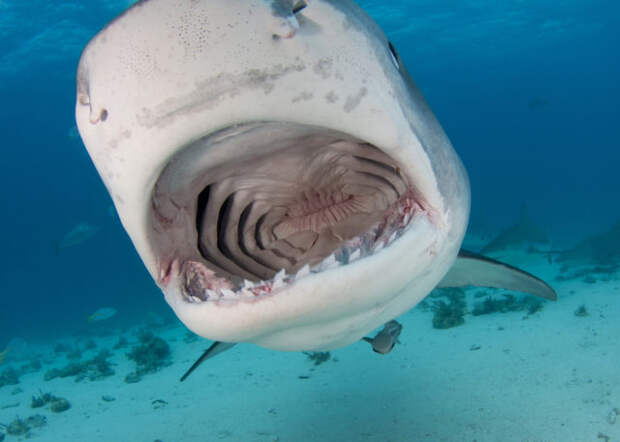 Тигровые акулы массово страдают от рыболовных крючков
