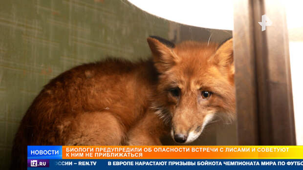 Регионы России переживают нашествие лис