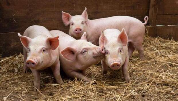 Россияне смогут пересадить себе органы свиней по ОМС