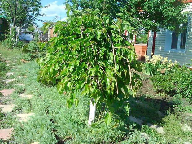 Место выращивание тутовника