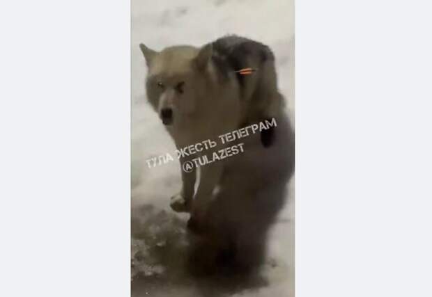 В поселке Товарковский неизвестные выстрелили в собаку из арбалета: пса спасли местные жители