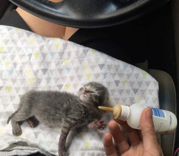Котенка кормят из бутылочки Котенок лежит