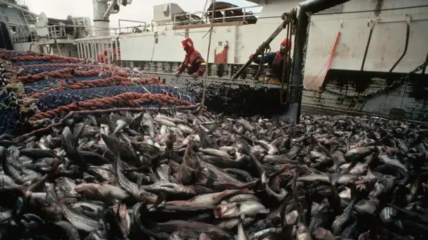 Руководитель информагентства по рыболовству Савельев: в России не может быть дефицита рыбы