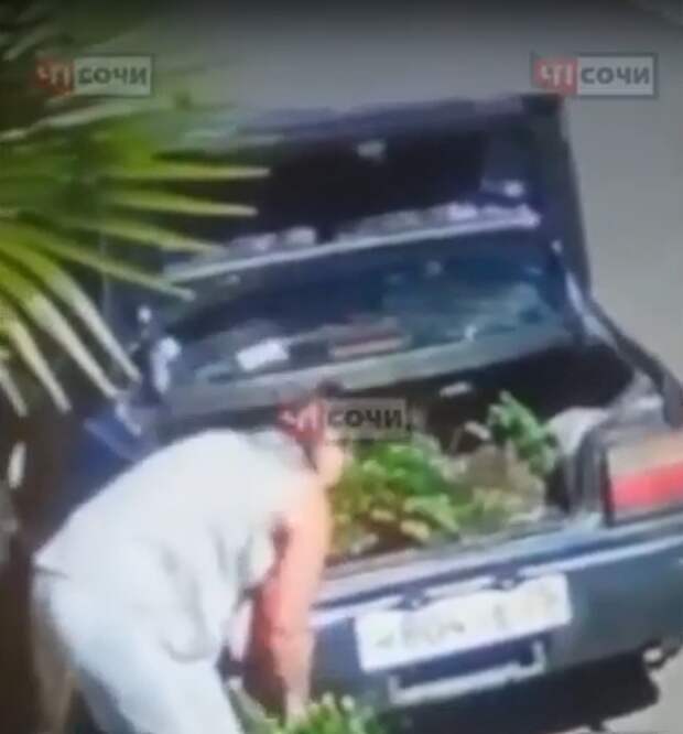 Бабуля ворует цветы на клумбе. Толстая женщина в клумбе. Совковая бабка. Бомж с цветами из клумбы. Украл цветы.