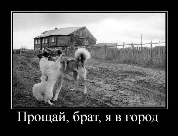 Демотиваторы (30 фото)
