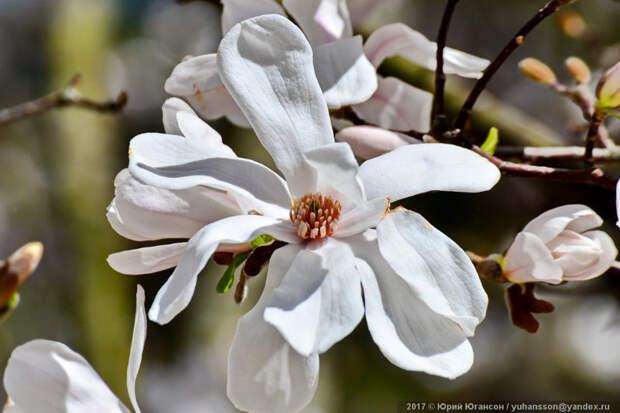 Прекрасное цветение крымской магнолии Магнолия, природа, растение