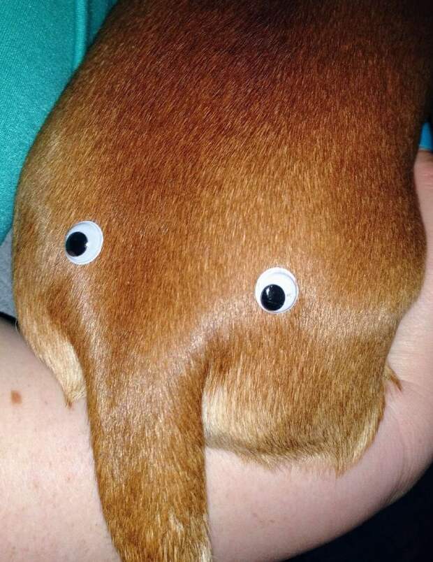 My Boyfriend Ordered 500 Googly Eyes 