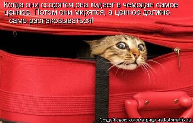 Лучшие котоматрицы недели (50 фото)