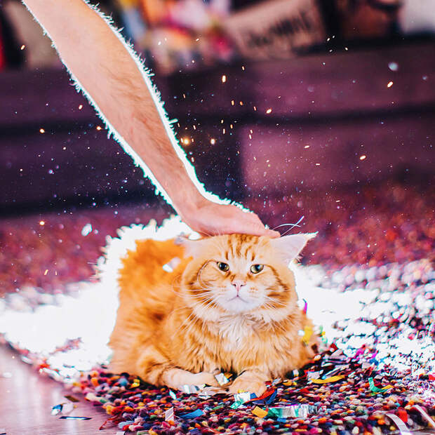 ginger-cat-photography-kotleta-cutlet-kristina-makeeva-hobopeeba-46