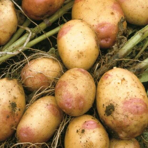 Урожай картофеля Иван-да-Марья
