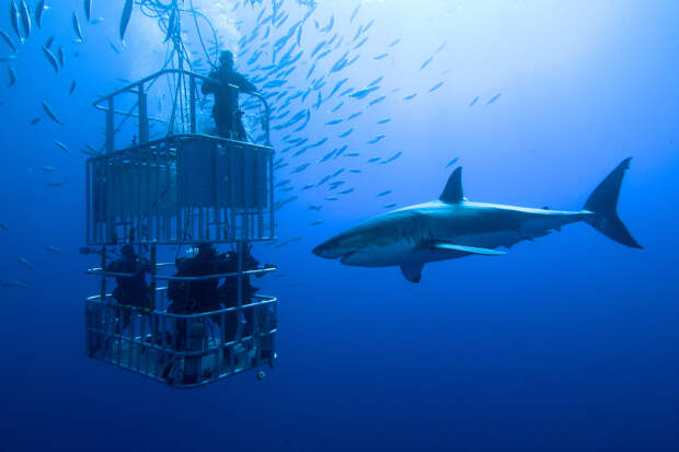 Мужчина сделал предложение под водой среди акул