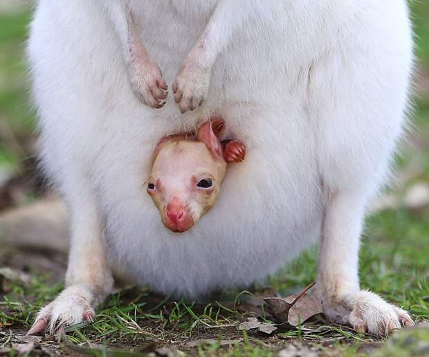 Кенгуру альбинос австралия, альбинос, животные, кенгуру, природа, факты
