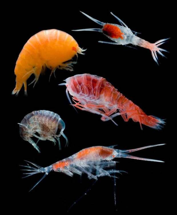 Ракообразные, проживающие на сотнях метров ниже поверхности океана животные, фотограф, цвета