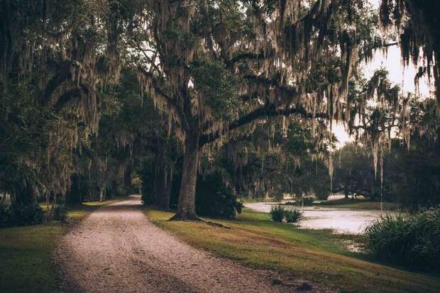 Avery Island jungle gardens.