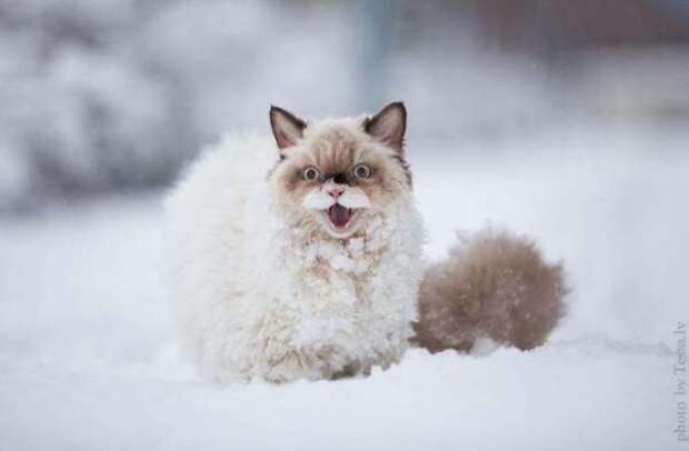 Cat-First-Saw-Snow4