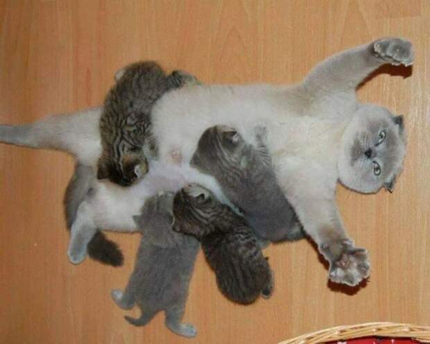 Гордые мамы-кошки, кошки со своими котятами 