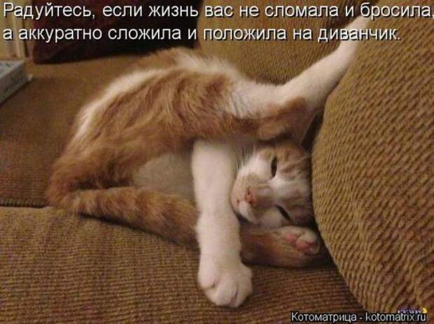 Котоматрицы(картинки с надписями)