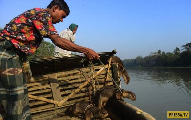 В Бангладеш дрессированные выдры ловят для людей рыбу