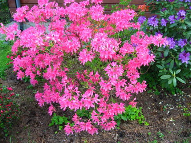 Рододендрон Рози Лайтс «Rosy Lights»