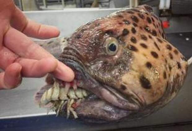 Парад причудливых рыб: моряк показал обитателей морских глубин