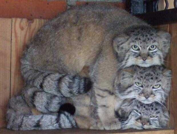 Свежие картинки и прикольные фотографии для веселья (10 фото)