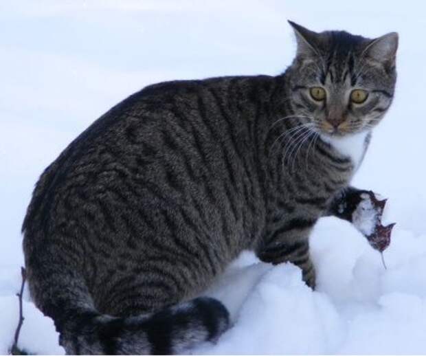 животные первые видят первый снег, животные видят снег первый раз