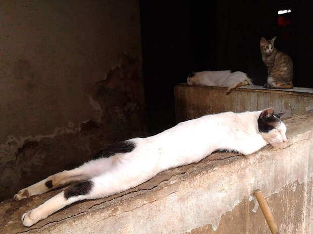 Кот Сирийо наслаждается солнечным теплом, не подозревая, что его сейчас отвезут к ветеринару для стерилизации.