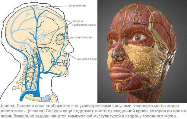голова.jpg