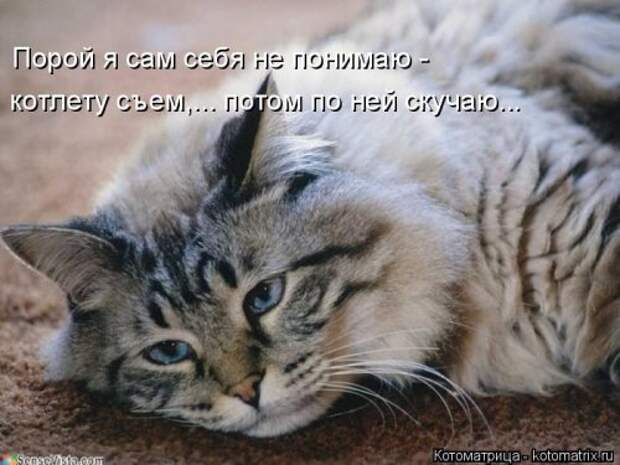 Новая котоматрица для позитива (35 фото)