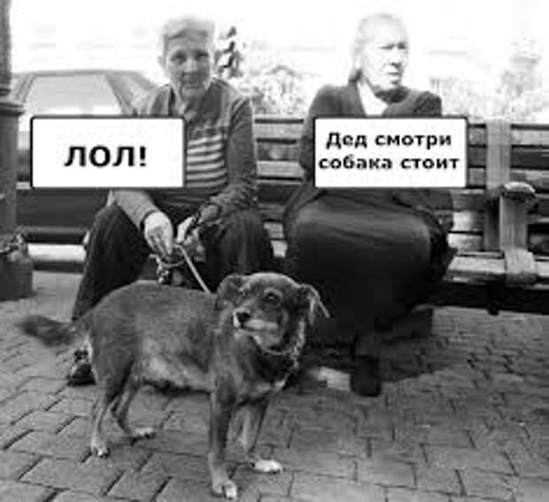 Дед смотри собака сидит